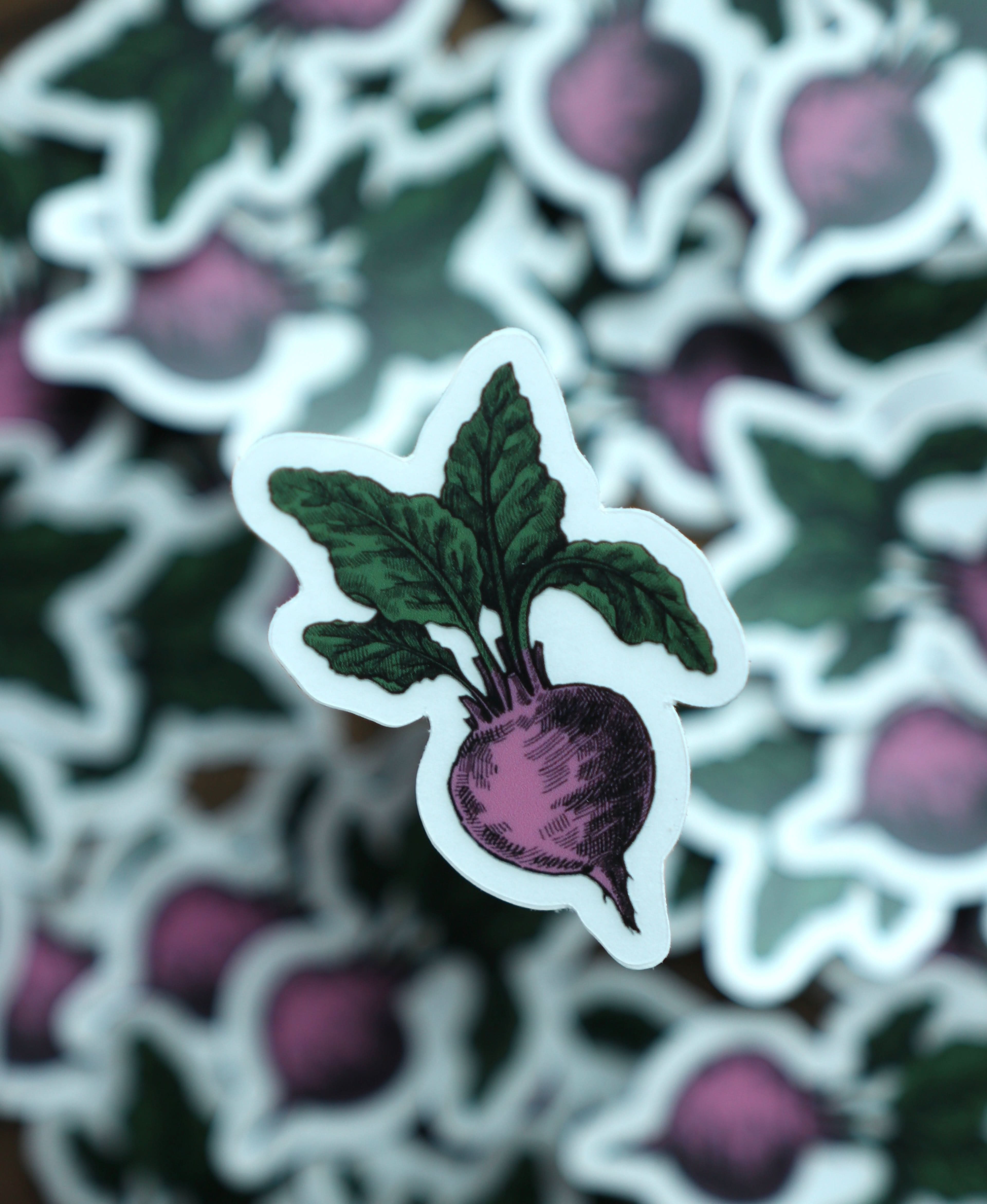 Image of Beet Sticker - Novelbookstore.co